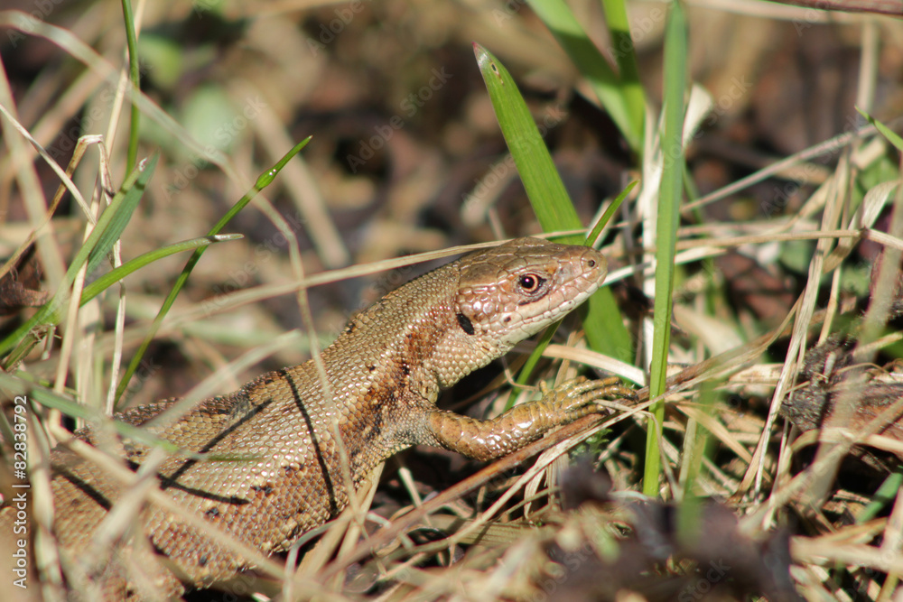 Lizard in the grass Lizard in the grass