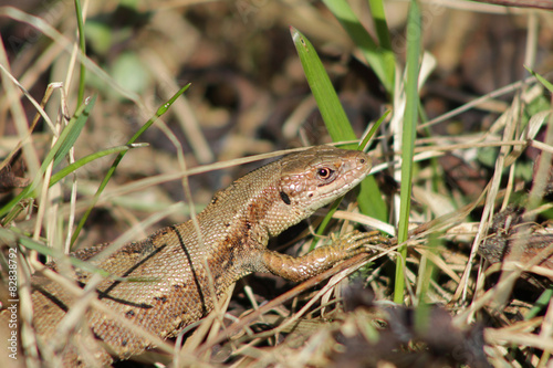 Lizard in the grass