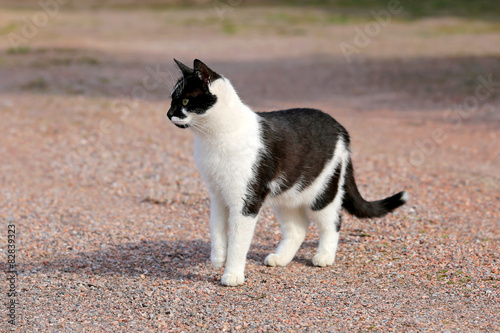 Curious Black and White Cat © Taina Sohlman