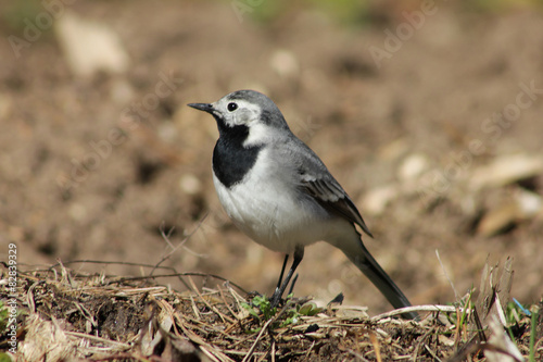 Wagtail on the ploughed land