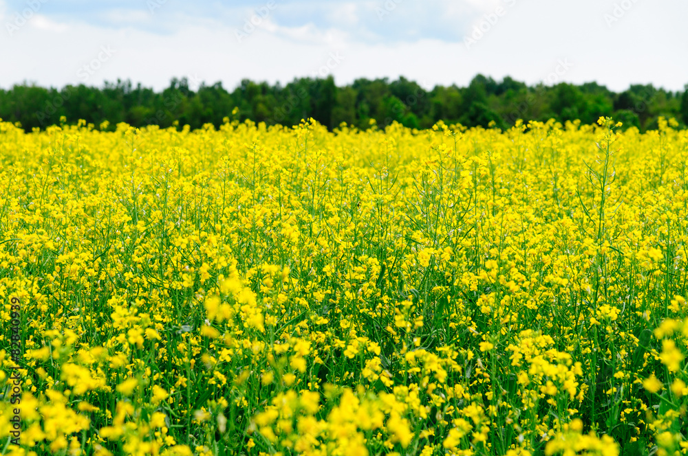 Close-up on yellow oilseed rape field Close-up on yellow oilseed rape field