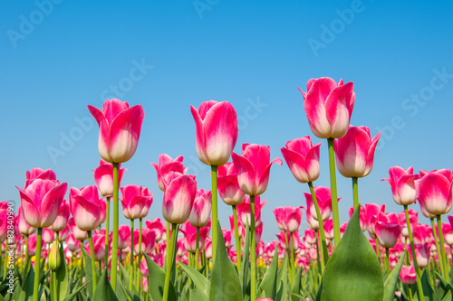 Fototapeta Naklejka Na Ścianę i Meble -  Colorful tulips, tulips in spring.