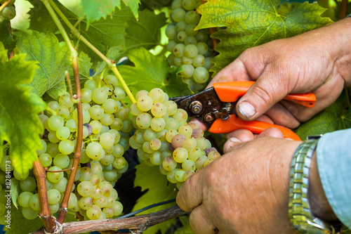 Winzer bei Weinlese im Weingarten photo