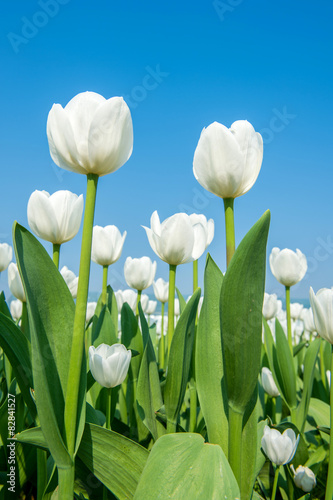 Colorful tulips  tulips in spring.