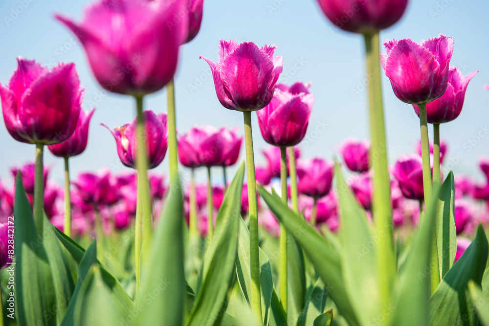 Obraz premium Colorful tulips, tulips in spring.