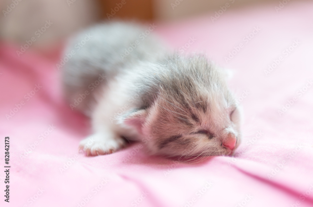 new born cat sleep on cloth new born cat sleep on cloth