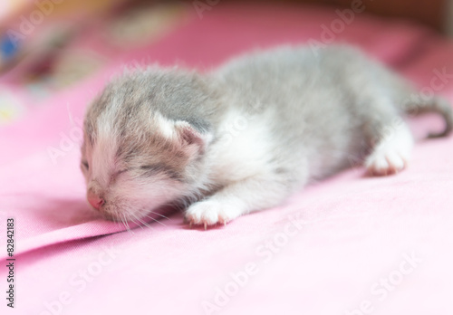 new born cat sleep on cloth