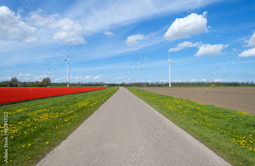 Country road along a field with red tulips