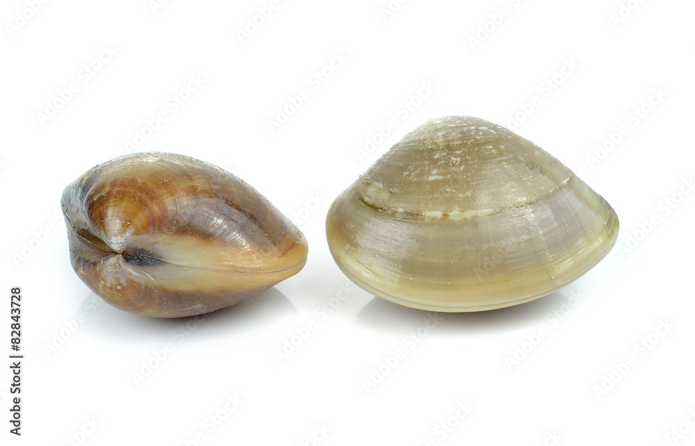 enamel venus shell on a white background