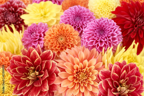 Different types of dahlias. Colorful floral summer background © evgenij918