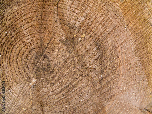 wood rings background texture