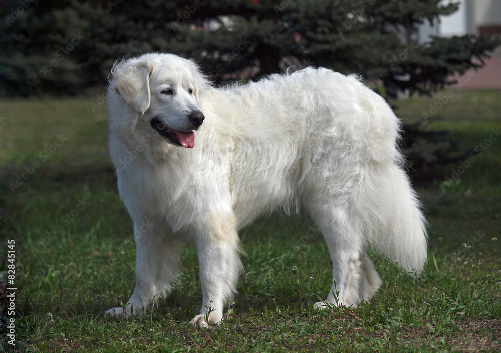 Portrait of  slovakian chuvach dog on natural background