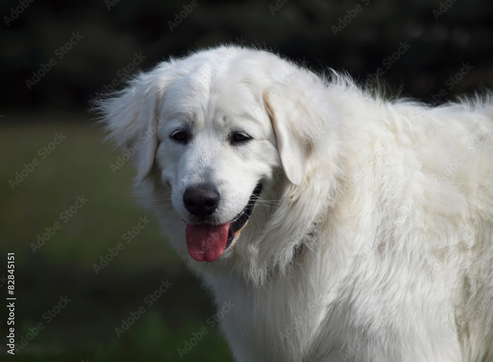 Portrait of slovakian chuvach dog on natural background Portrait of slovakian chuvach dog on natural background