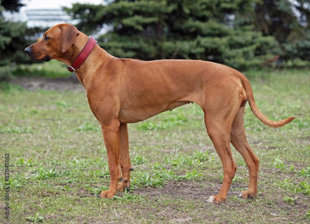 Portrait of Rhodesian Ridgeback dog on natural background Portrait of Rhodesian Ridgeback dog on natural background