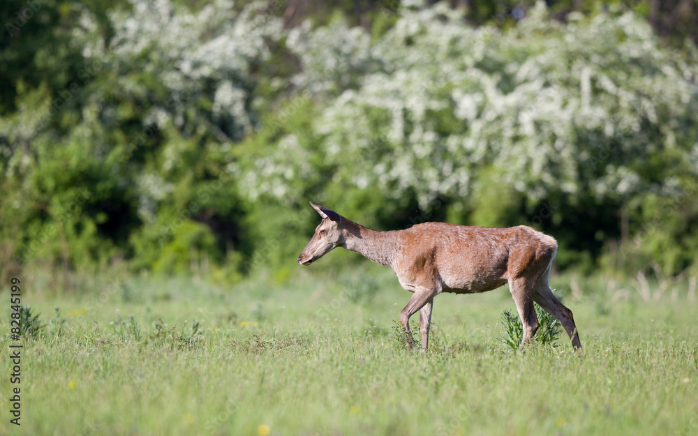 Red deer hind Red deer hind