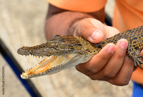 A man holds a baby crocodile on this hand photo