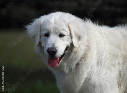 Portrait of  slovakian chuvach dog on natural background