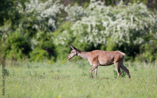 Fototapeta Naklejka Na Ścianę i Meble -  Red deer hind
