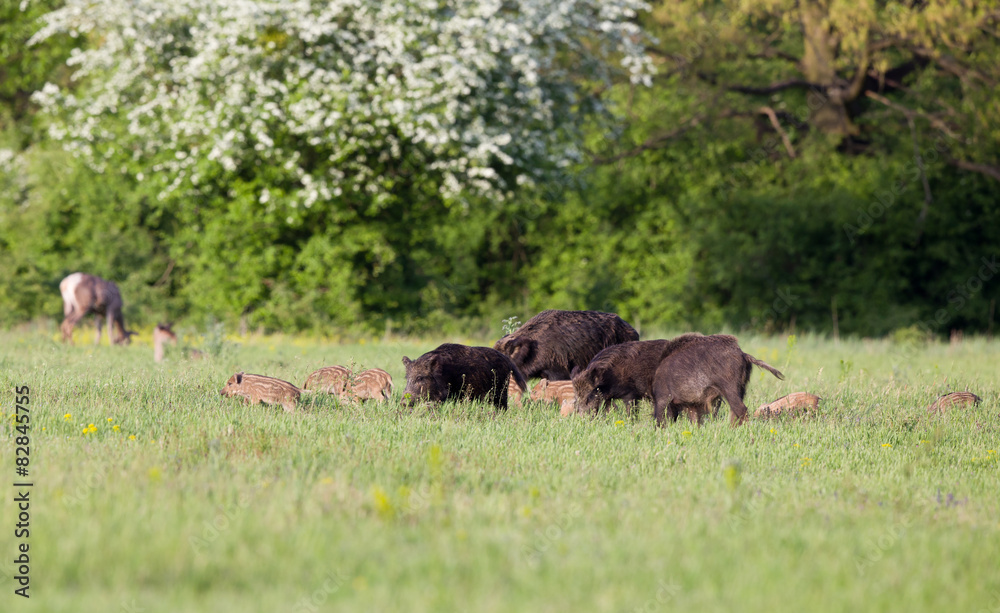 Fototapeta premium Wild boars with pilets in wilderness