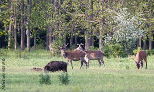 Red deer and wild boar on meadow