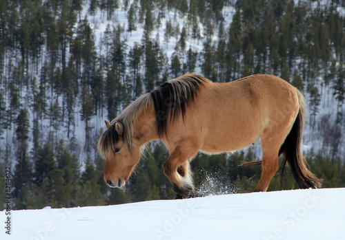 Icelandic Horse in the Mountains