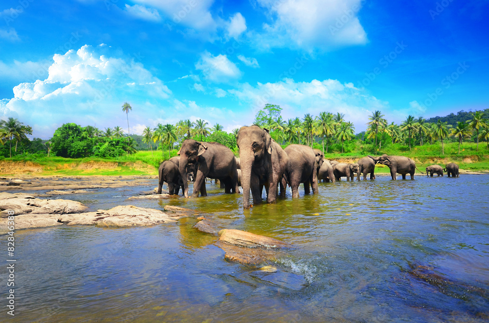 Fototapeta premium Elephant group in the river