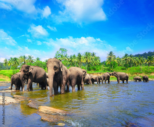 Elephant group in the river photo