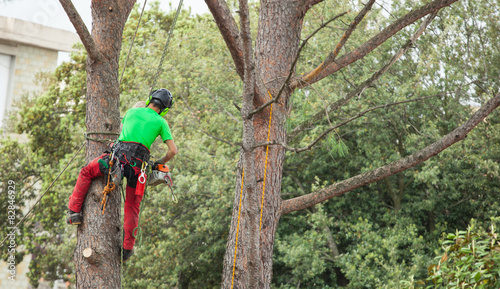 Man pruning pine tree.