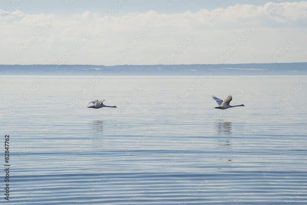 Obraz premium Zwei Schwäne fliegen über Wasser