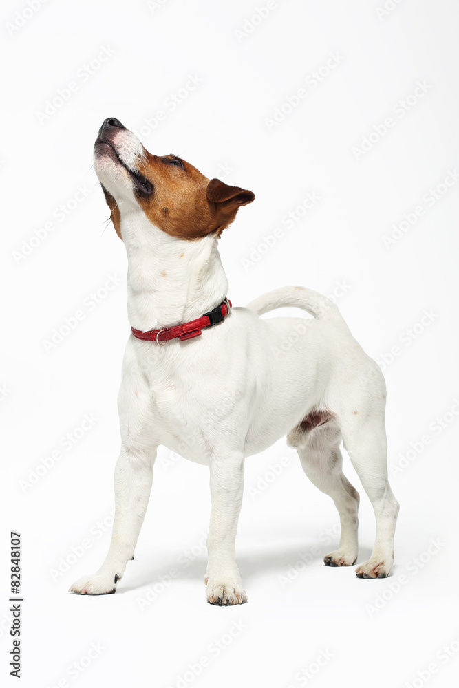 Zabawny pies, Jack Russell terrier