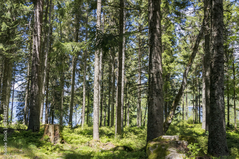 Gegenlicht im Wald Gegenlicht im Wald