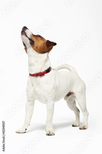 Zabawny pies, Jack Russell terrier © Robert Przybysz