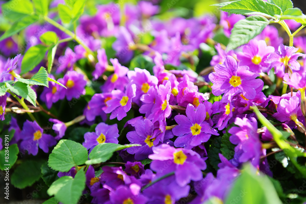 primrose flowers