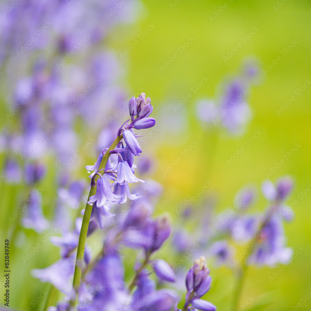 Obraz premium Bluebells Behind