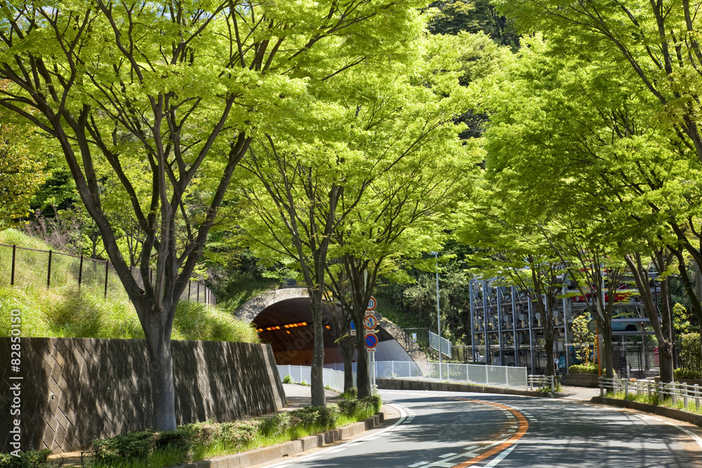 Fototapeta premium 横浜の山の手住宅街の新緑