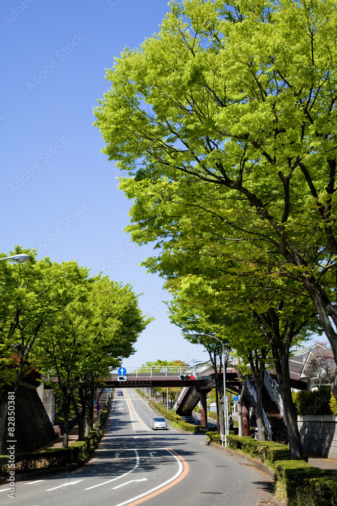 Obraz premium 横浜の山の手住宅街の新緑