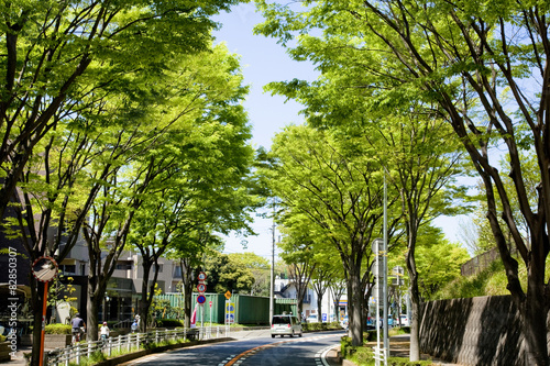 横浜の山の手住宅街の新緑