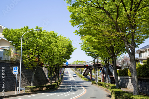 横浜の山の手住宅街の新緑