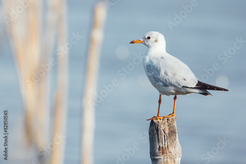 seagull standing on stool