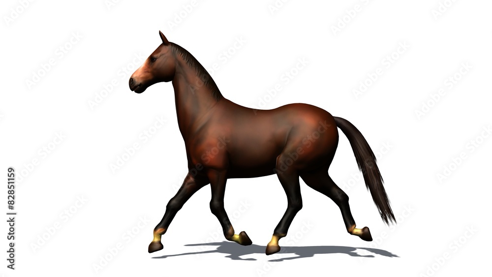 Fototapeta premium brown horse trots isolated on white background