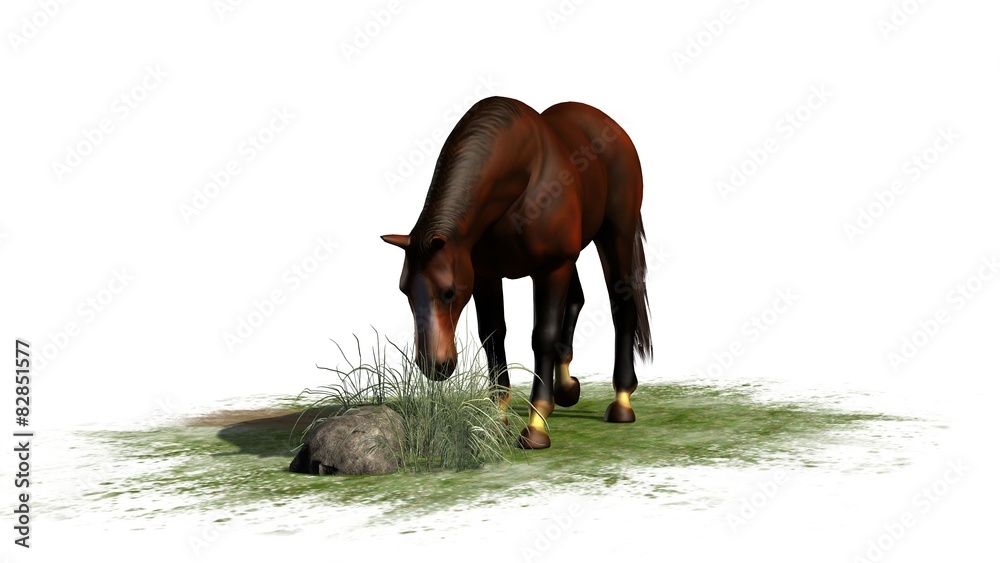 Naklejka premium brown horse grazes isolated on white background