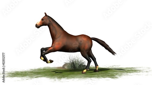 brown horse runs isolated on white background