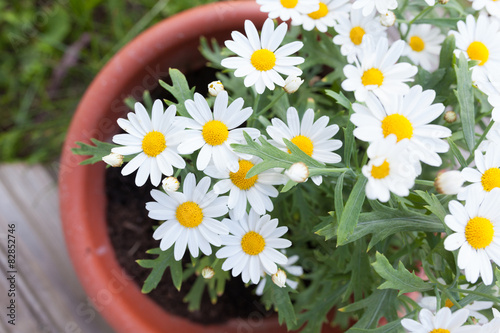 Daisies in a pot viewed from above
