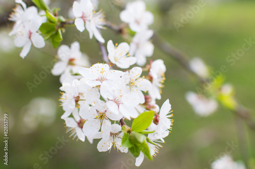  Blooming cherry branch on a tree. blooming gardens 