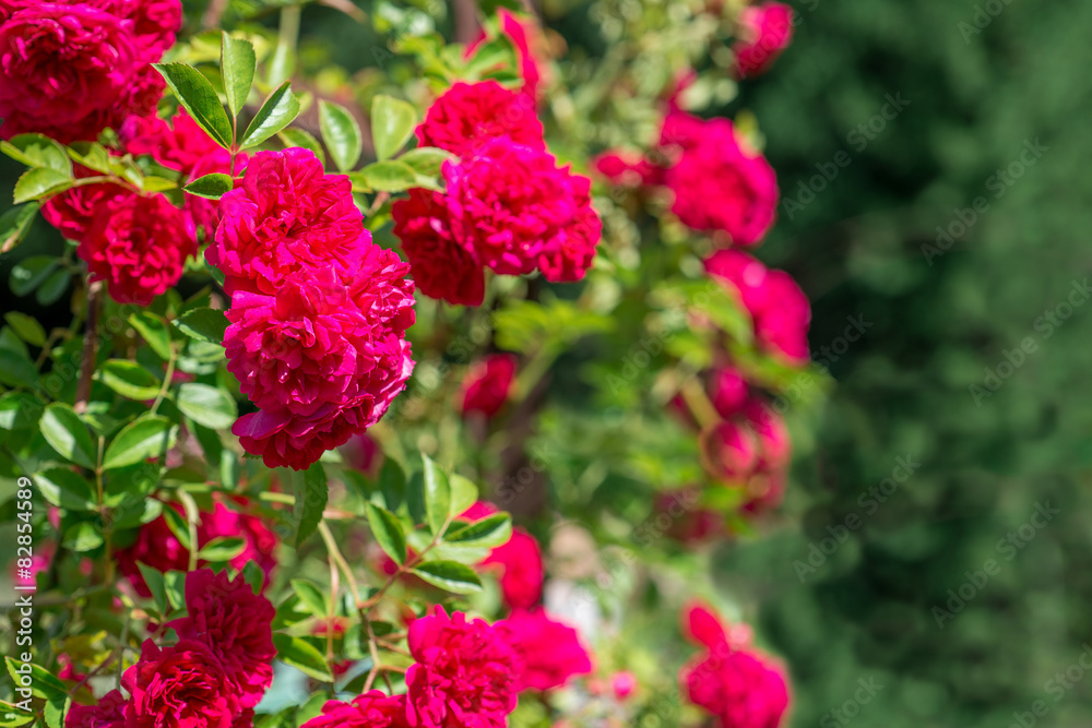 Climbing Rose Climbing Rose