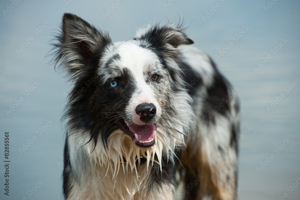 Border Collie am See