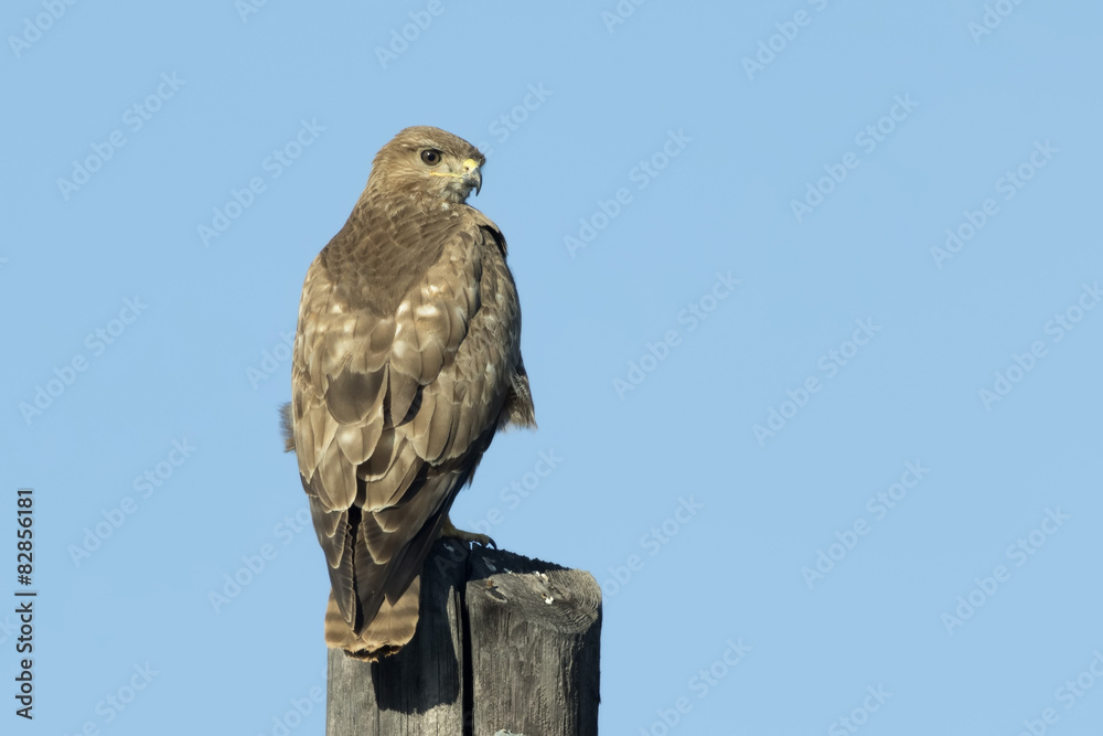 Common Buzzard Common Buzzard
