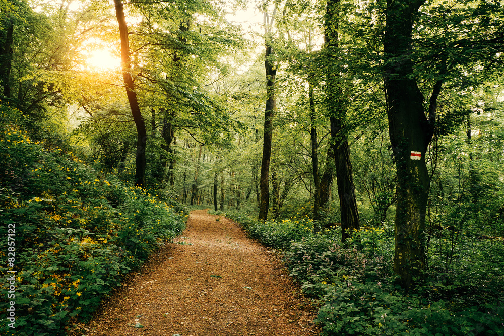 Footpath in the forest Footpath in the forest