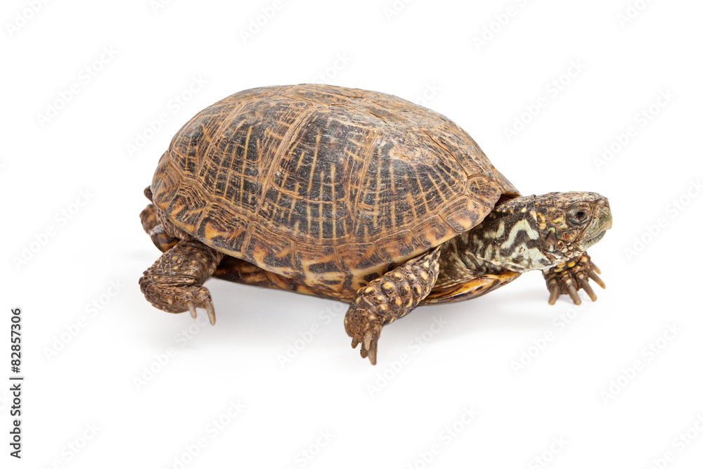 Box Turtle Walking on White