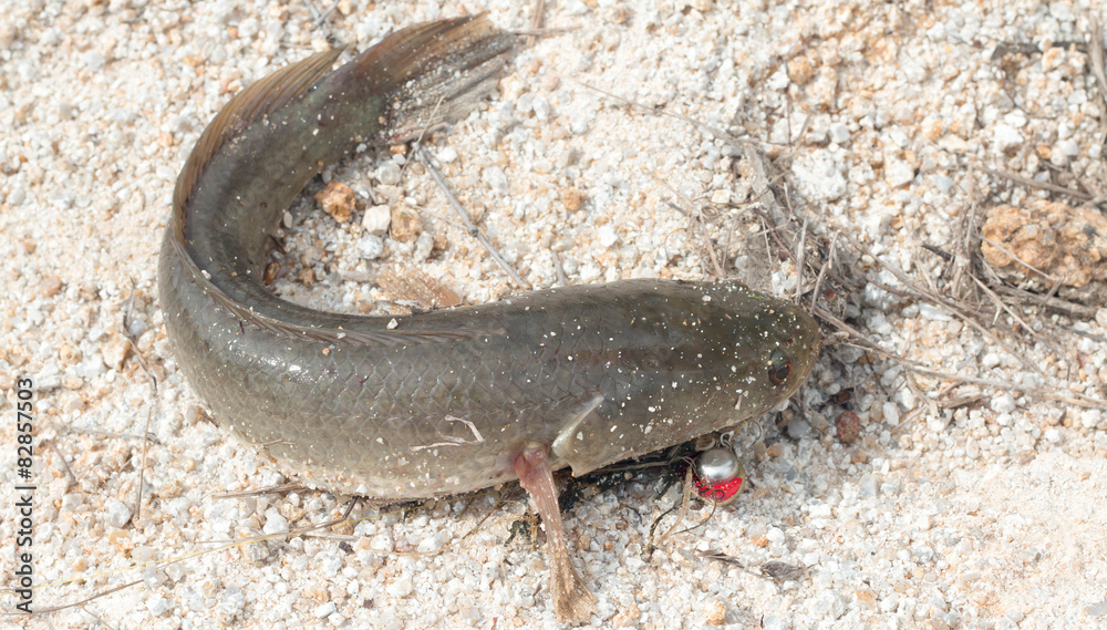 Nice catch perch caught using fishing rod and artificial lure Nice catch perch caught using fishing rod and artificial lure